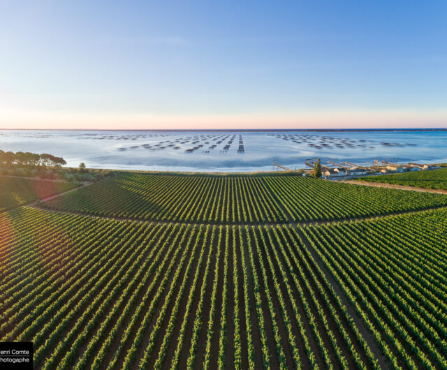 11_Thau-Vignes_henricomte©