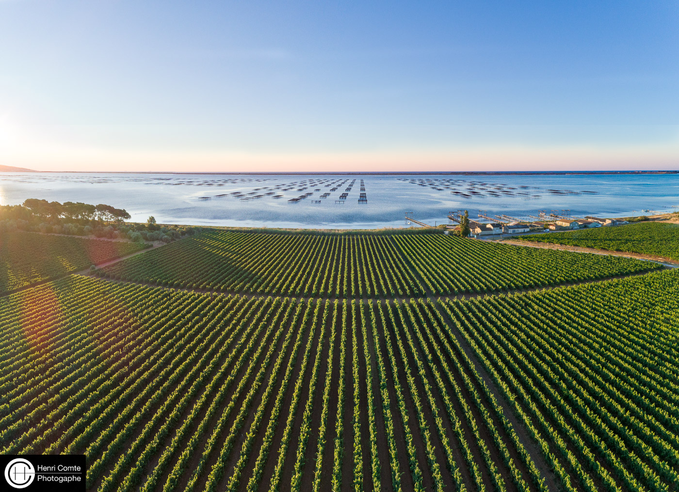 11_Thau-Vignes_henricomte©