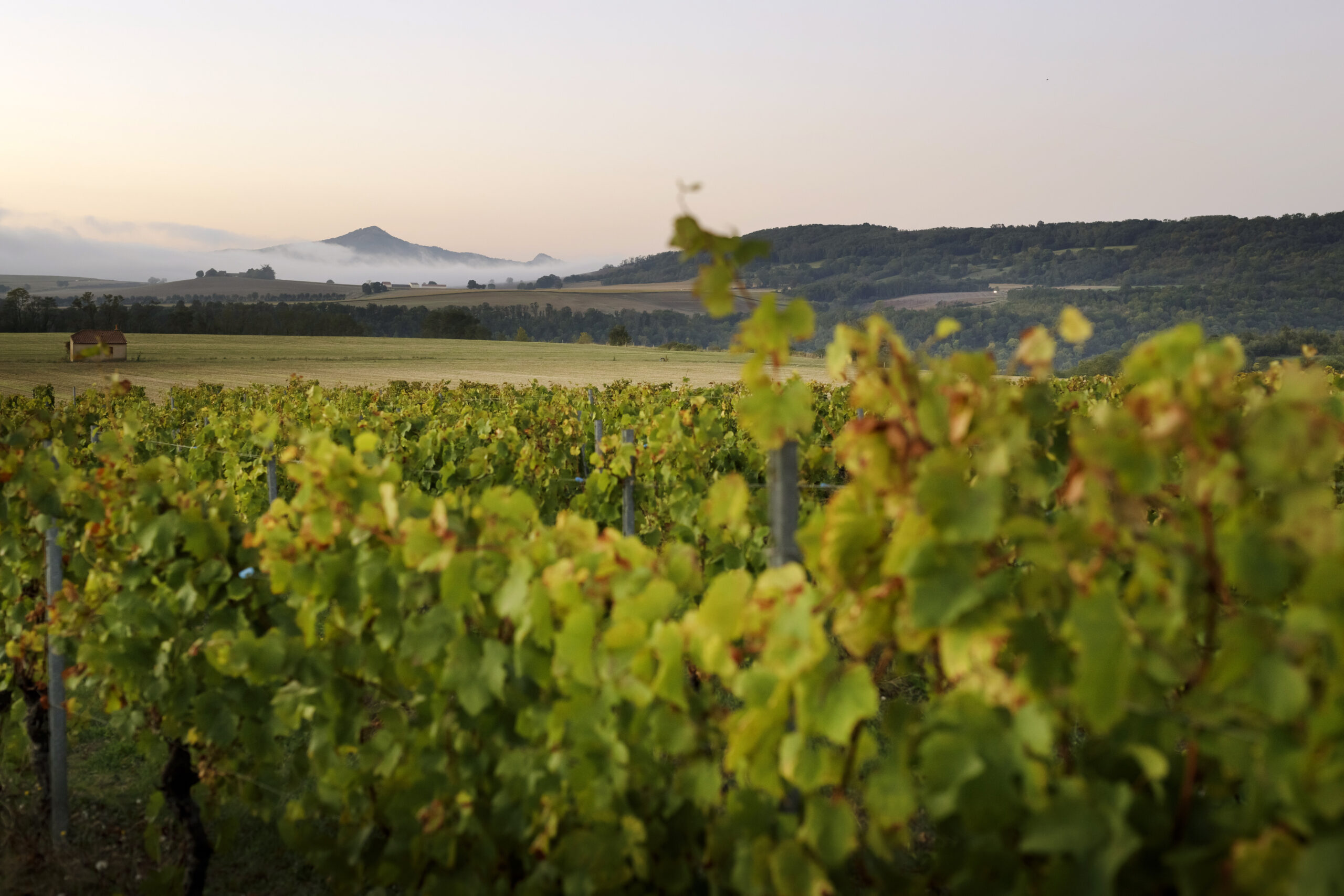 AUVERGNE vend-miolane-0058 – crédit Fédé viti 63 (2)