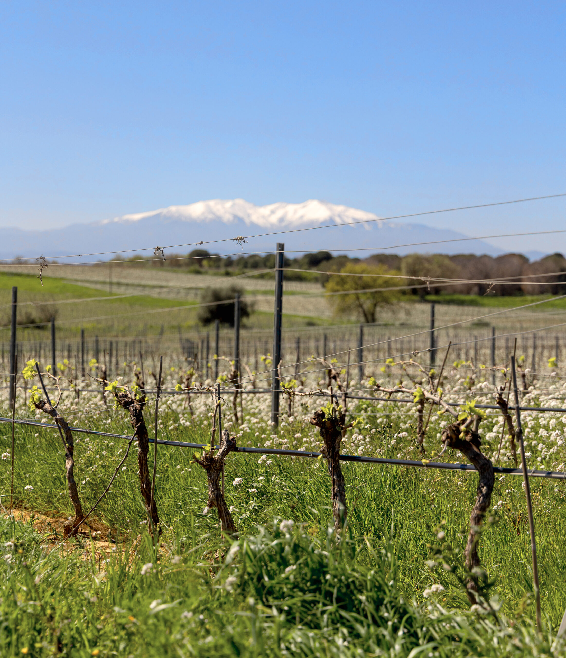 CIVR_vignes_Canigou