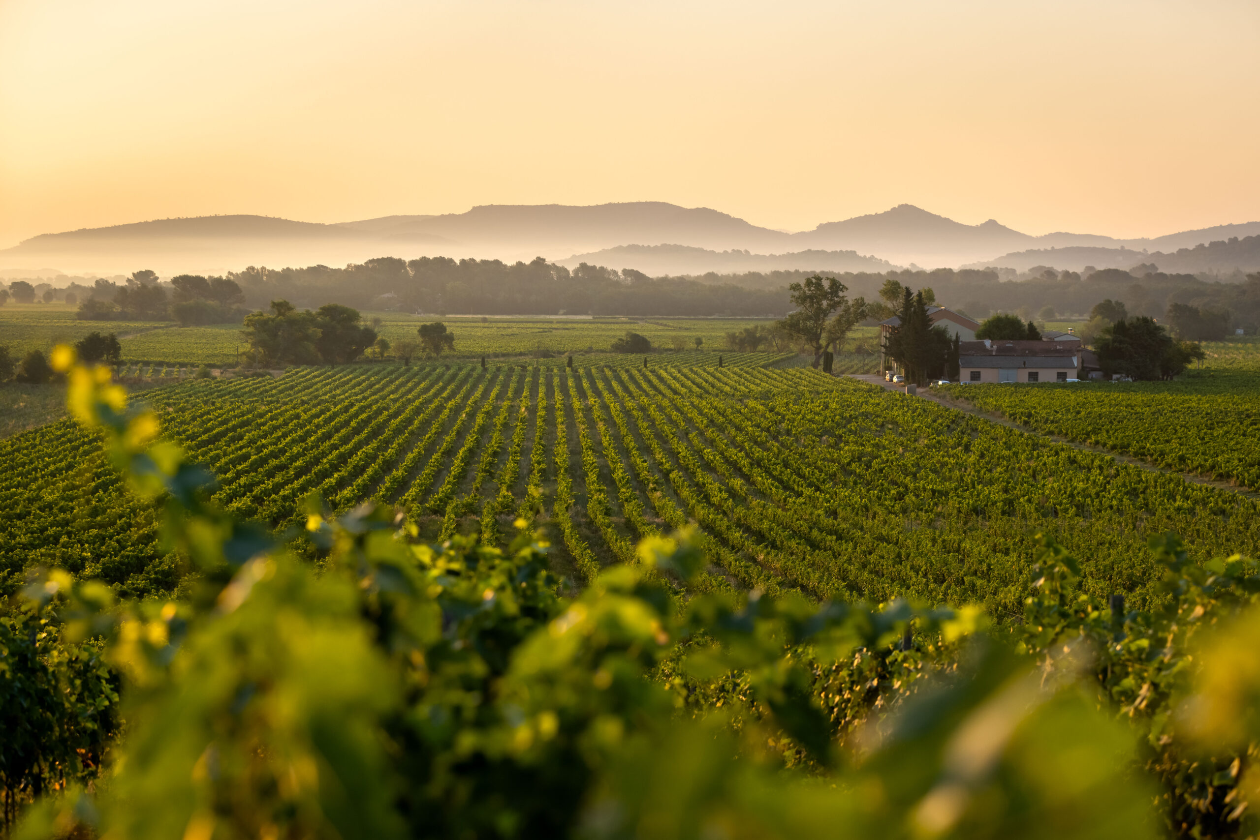 Coteaux Varois en Provence 07-2021 HD-022 ©Hervé FABRE-CIVP