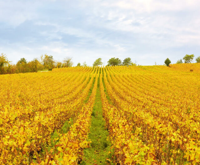 Coteaux Vitryats