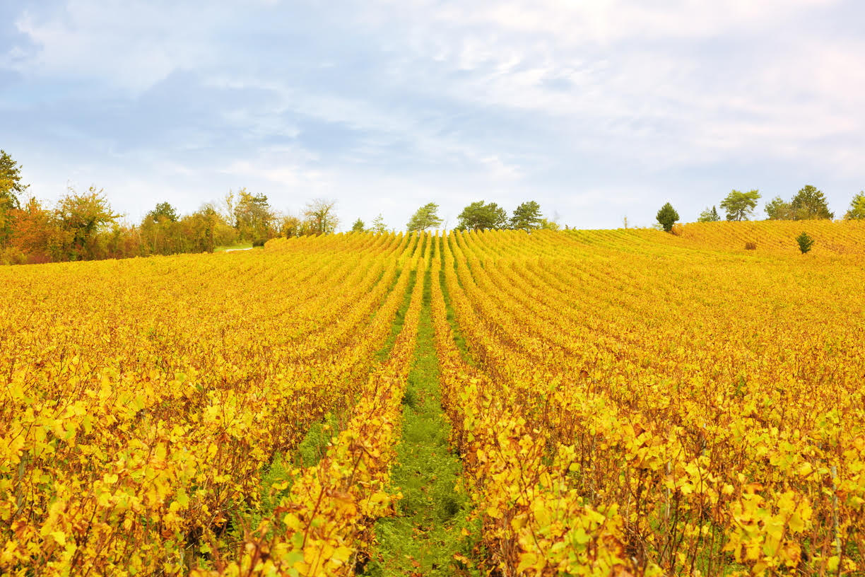 Coteaux Vitryats