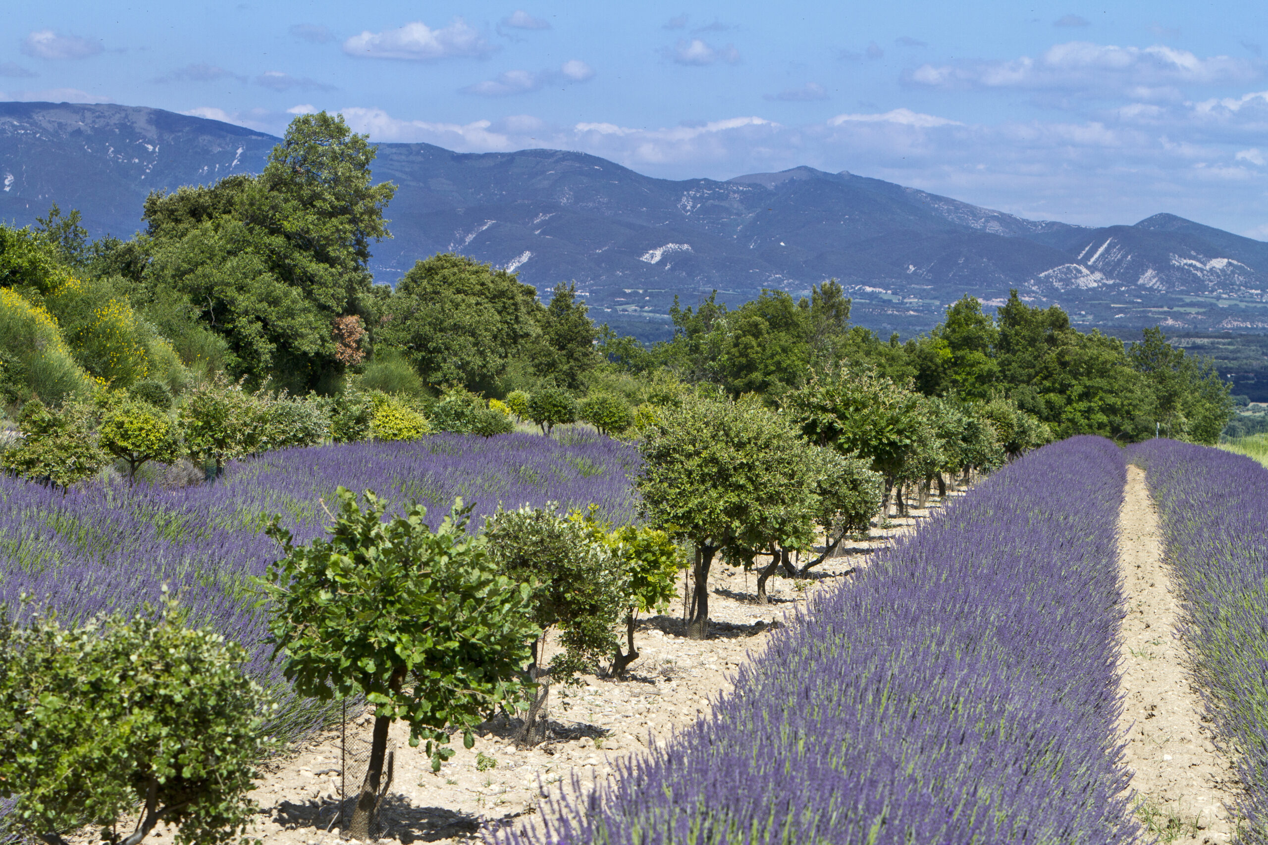 GRIGNAN-ADHEMAR 109332