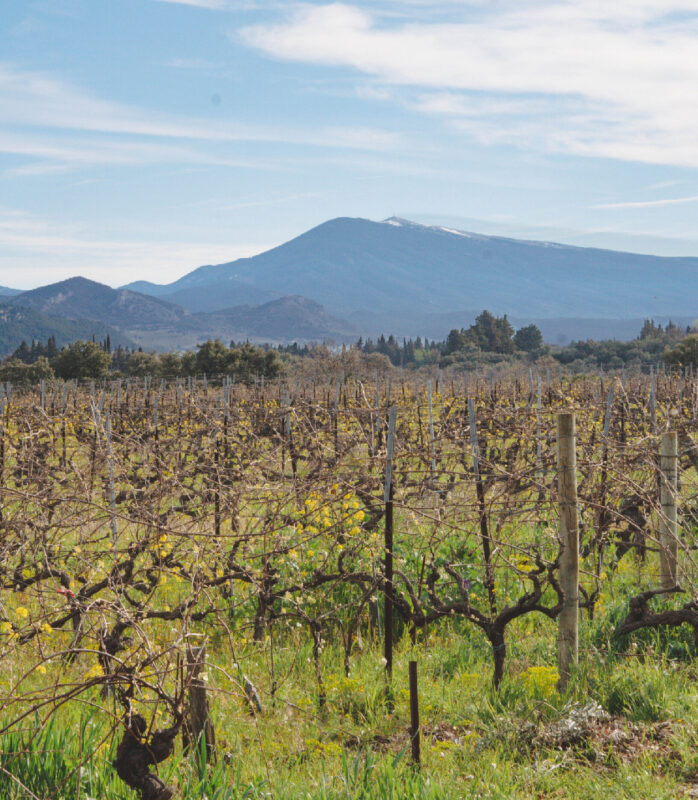 Image région Vallée du Rhône méridionale