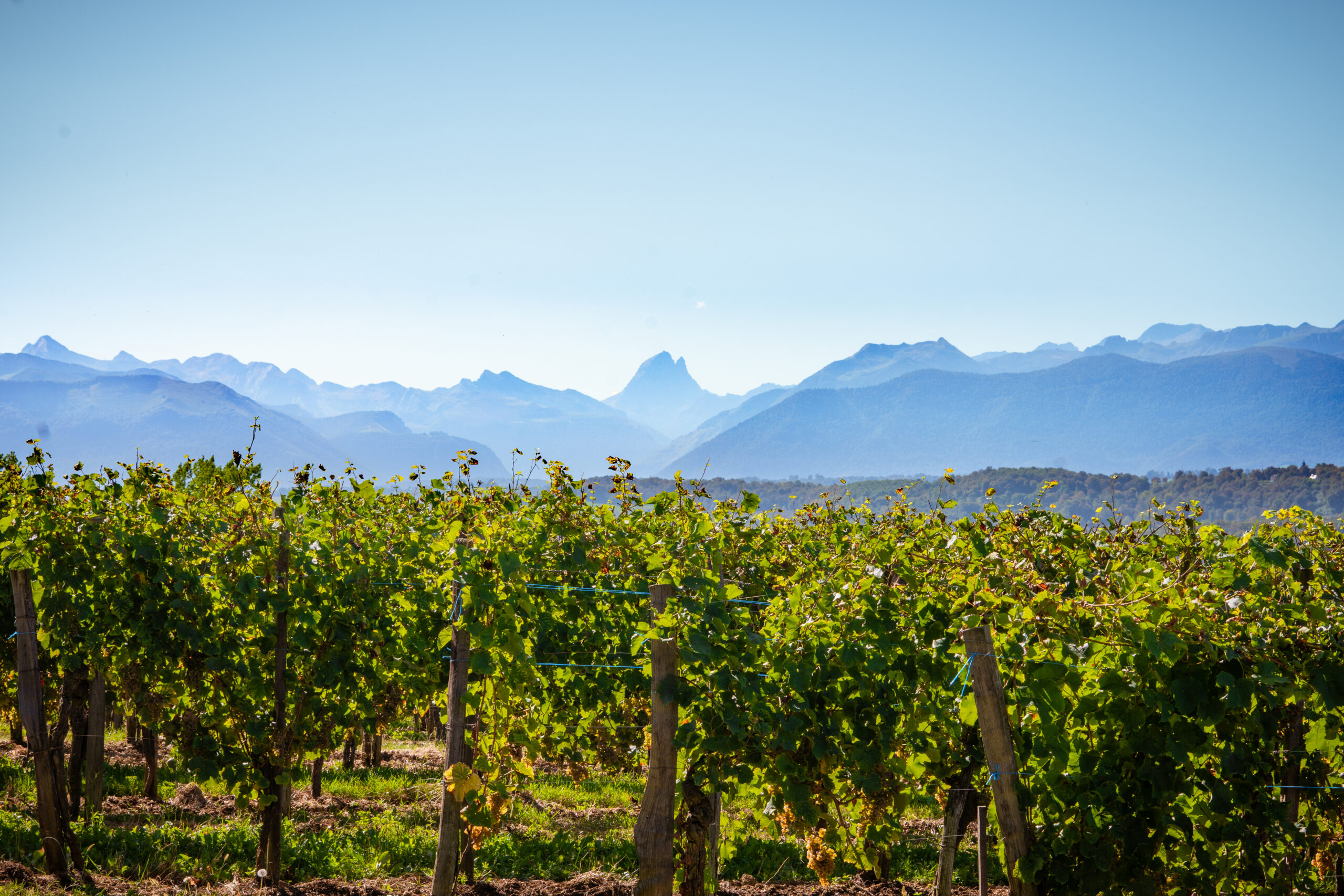 Jurançon paysage vignoble 006 ©P.Carton
