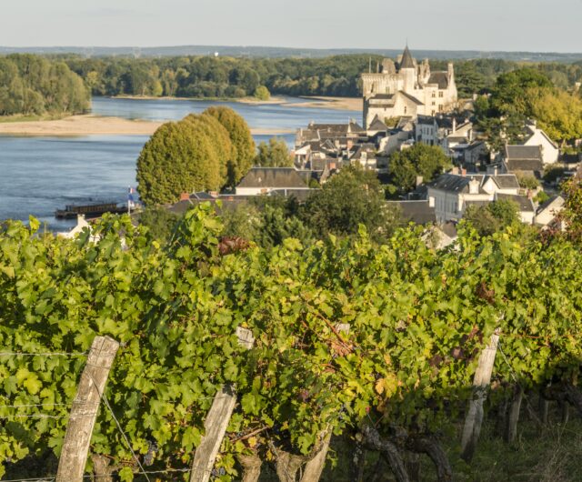 Vignes a Montsoreau