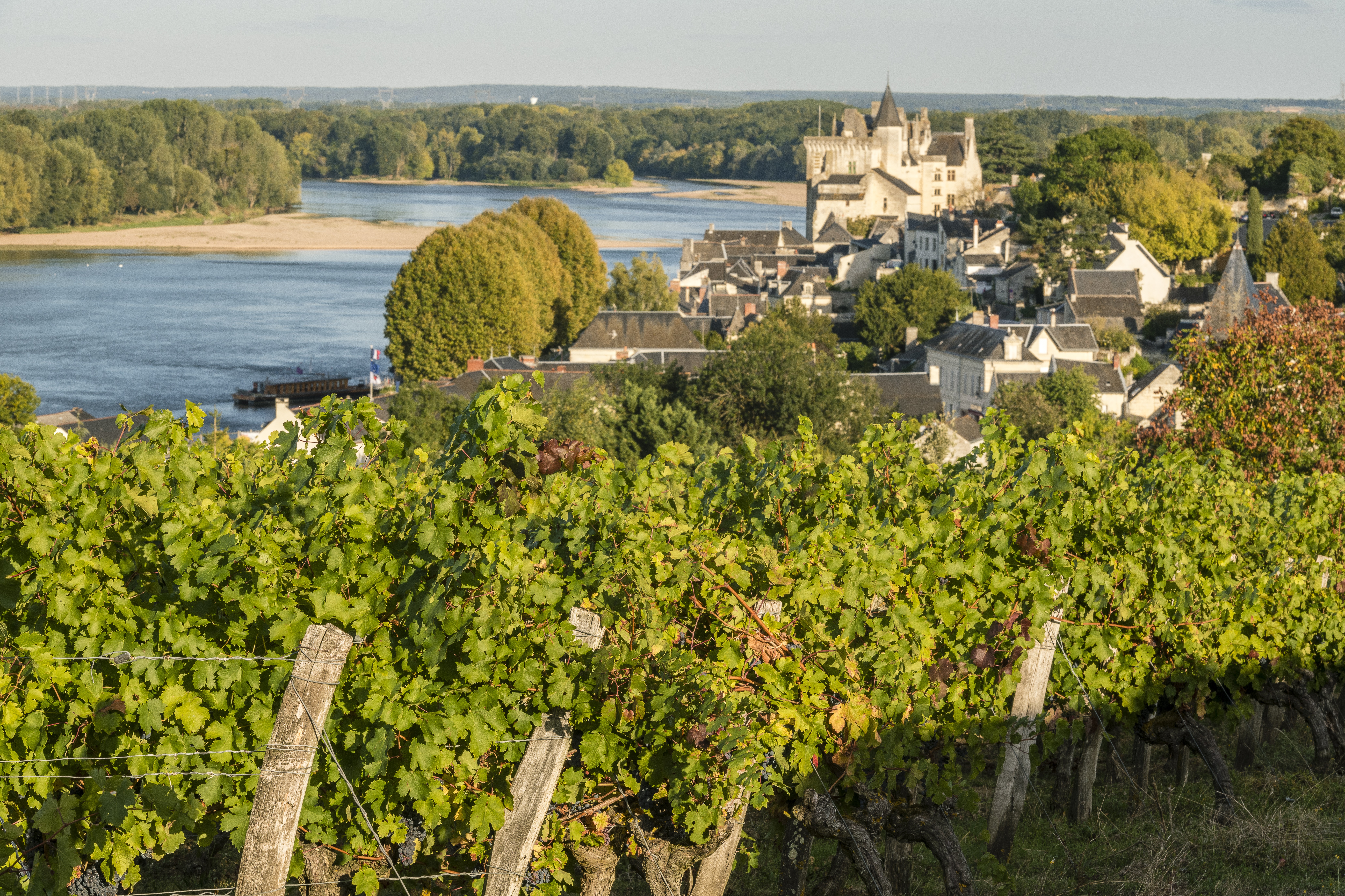 Vignes a Montsoreau