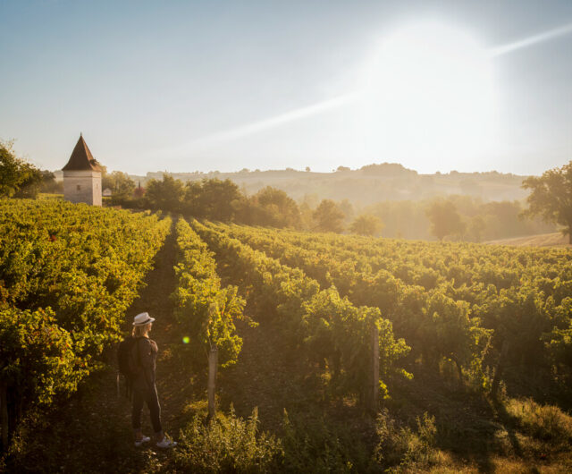 Randonnee_dans_le_vignoble-BEZIAT_Luc-1223-1200px