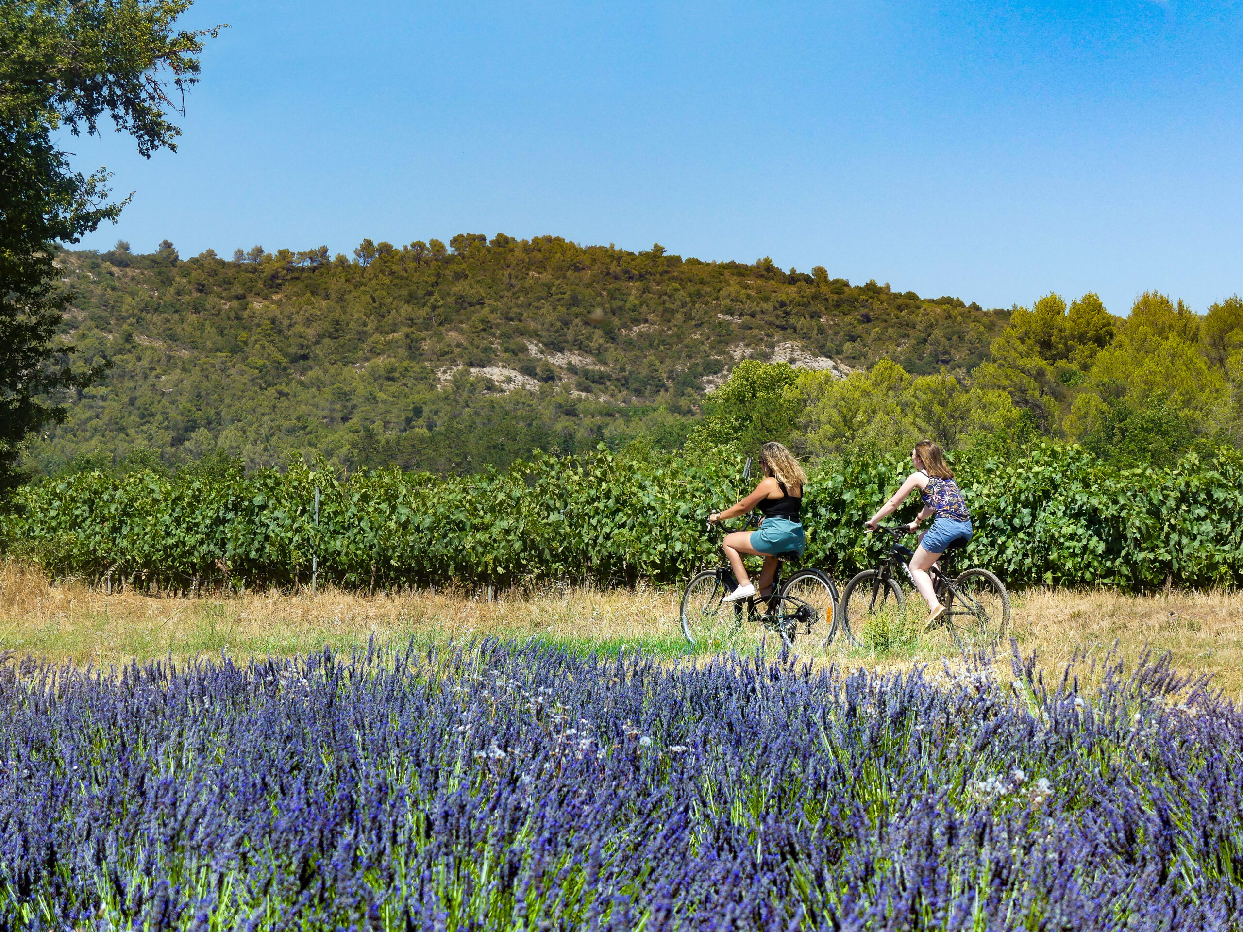 Rians – Loisirs -Velo vignes Domaine Toulons (1)