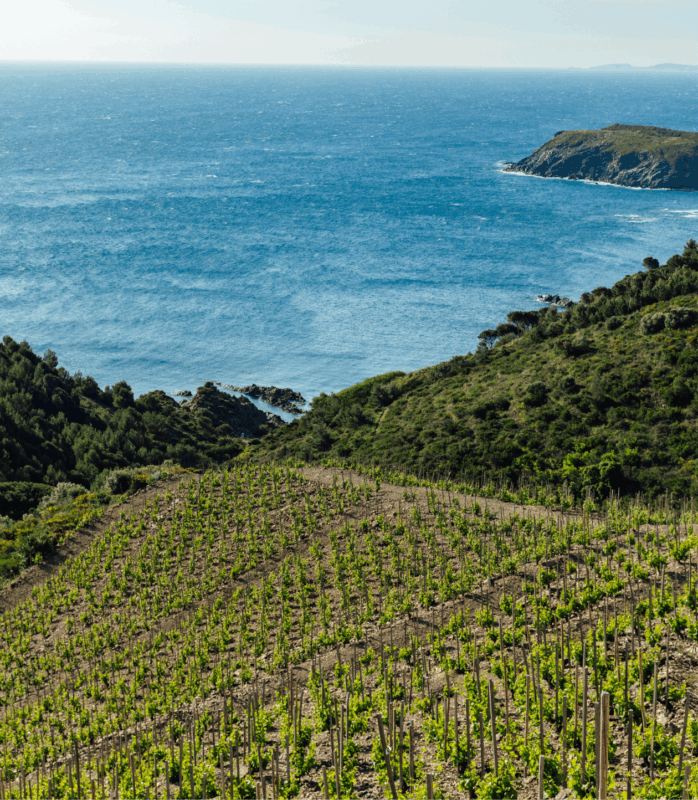 Section txt image ©Charlene Pelut