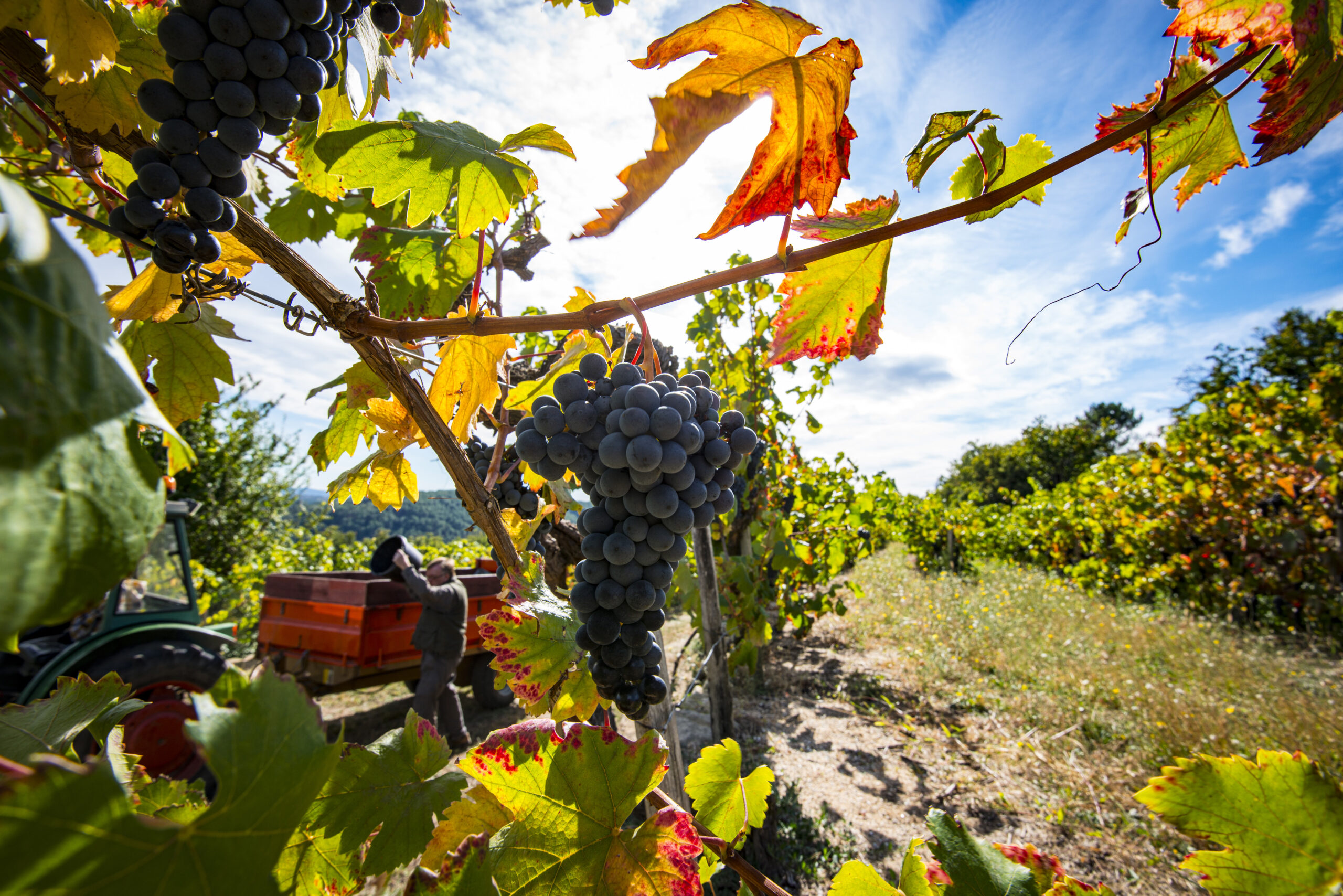 Vendanges du chatus – Vernon, le 2 octobre 2018.