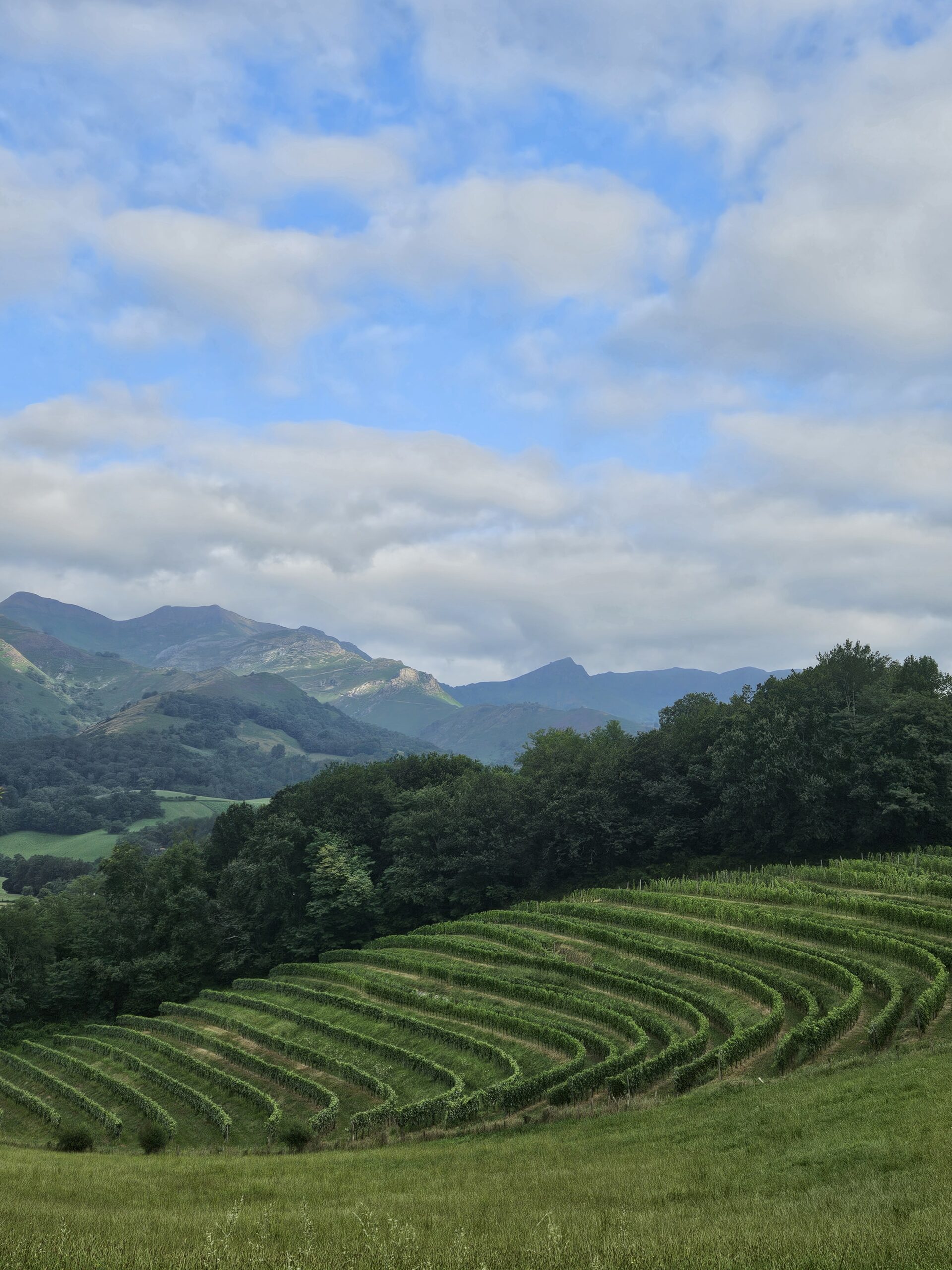 ‘orientation Menta_Vue vignes_Elorri Berthou_2024
