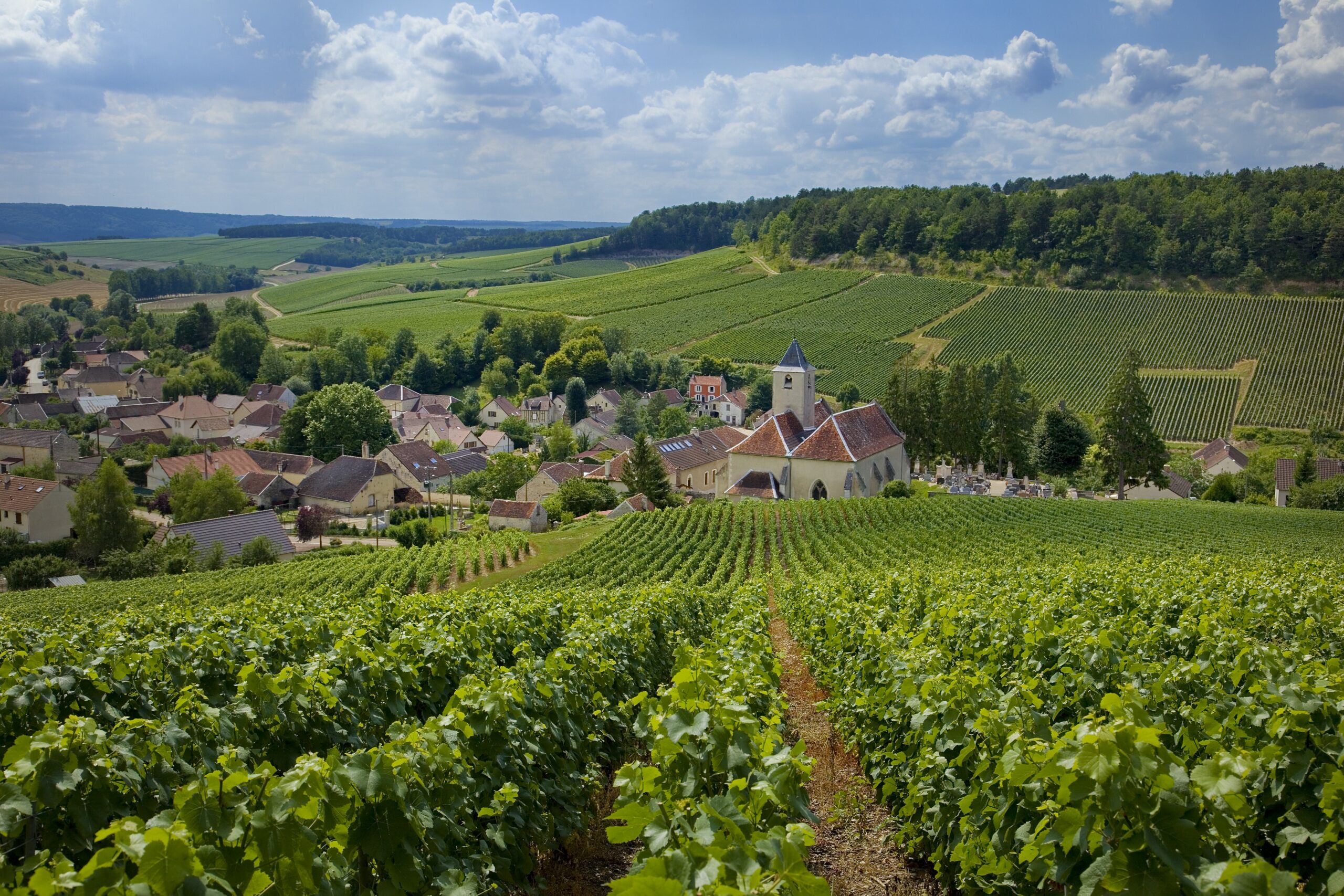 Vignoble – Cote des Bar – Viviers-sur-Artaut©Didier Guy