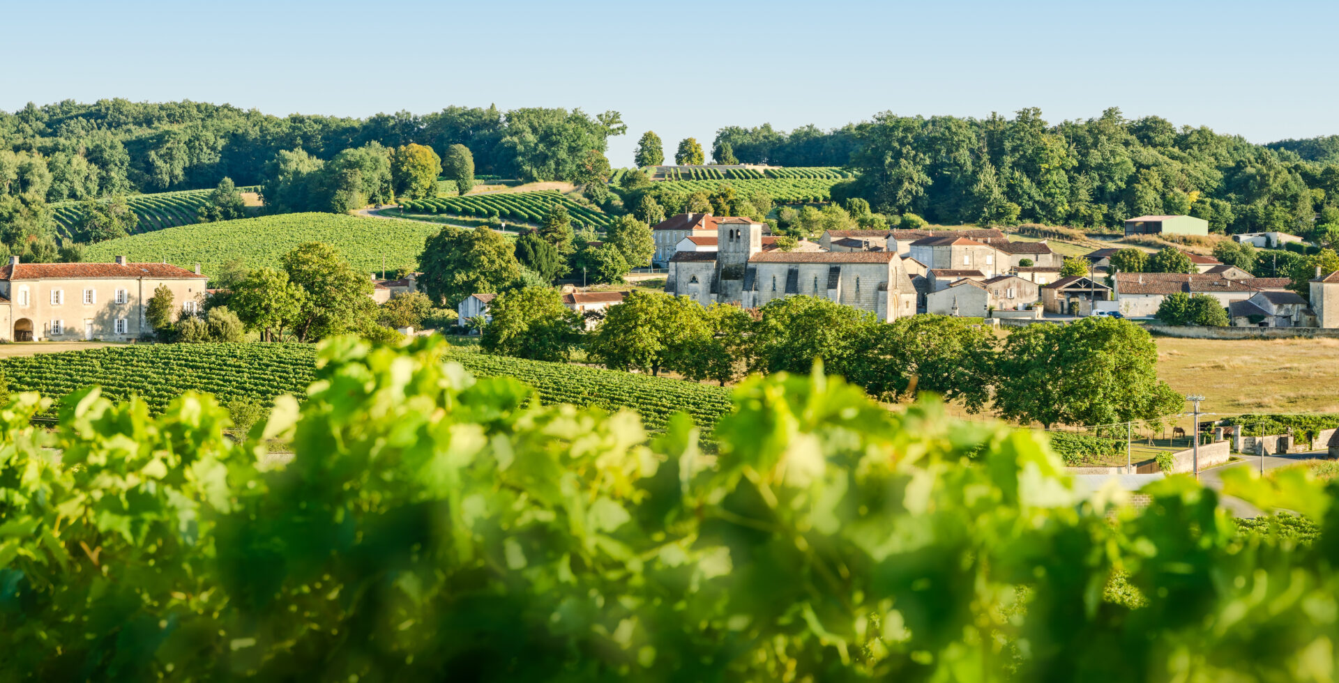 Vignoble à Segonzac (16)