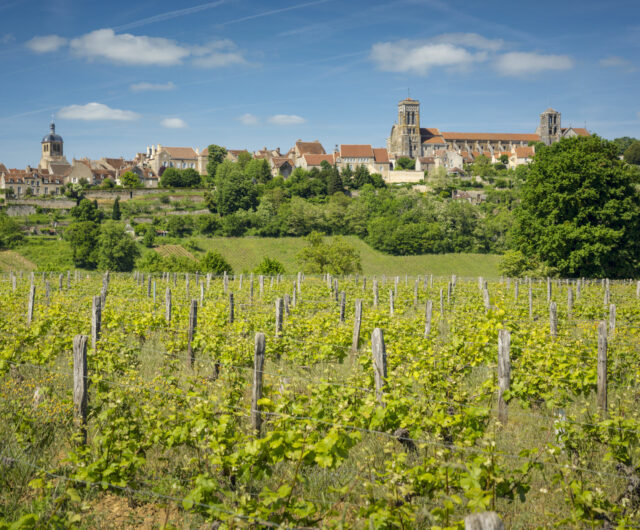 Paysage dans les vignobles du Grand Auxerrois : Vezelay.
