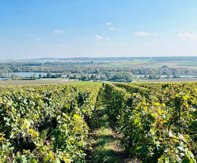 coteaux petit morin ©NathalieNoiret