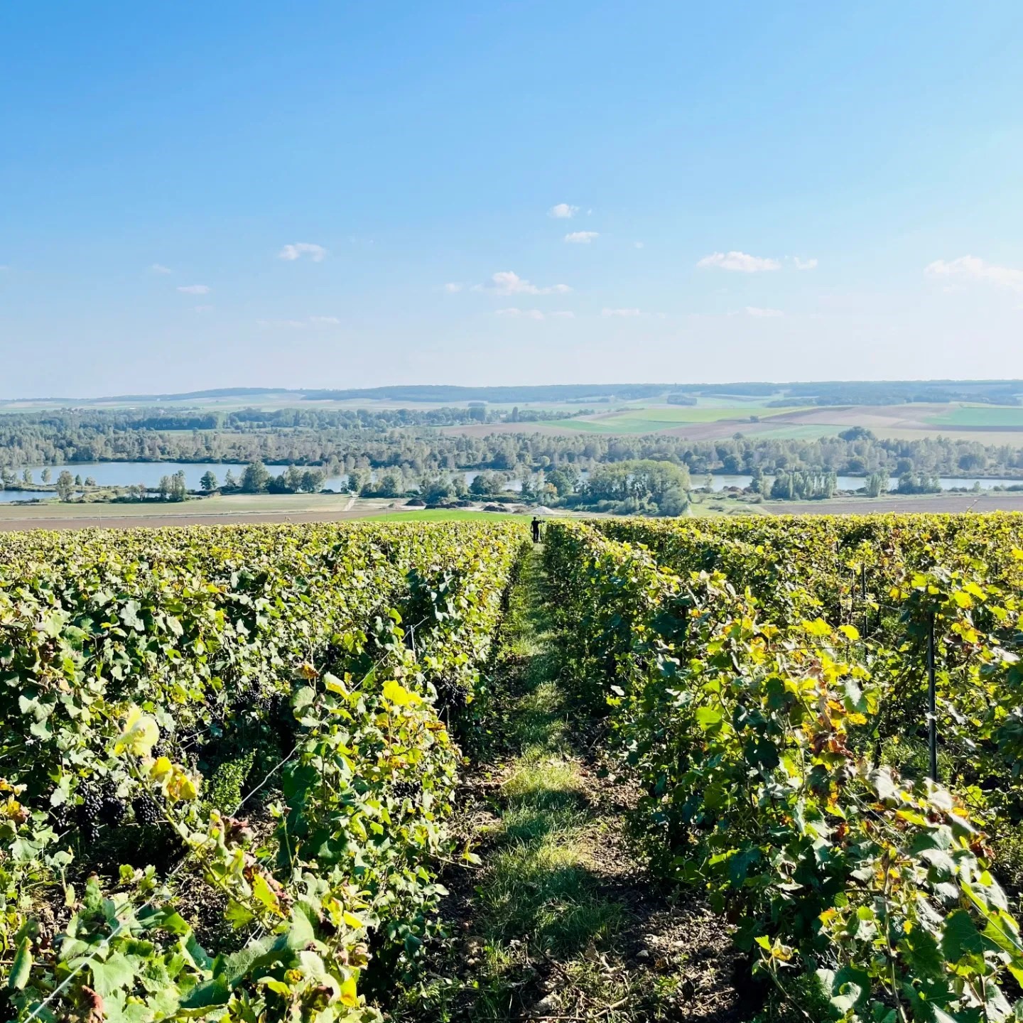 coteaux petit morin ©NathalieNoiret
