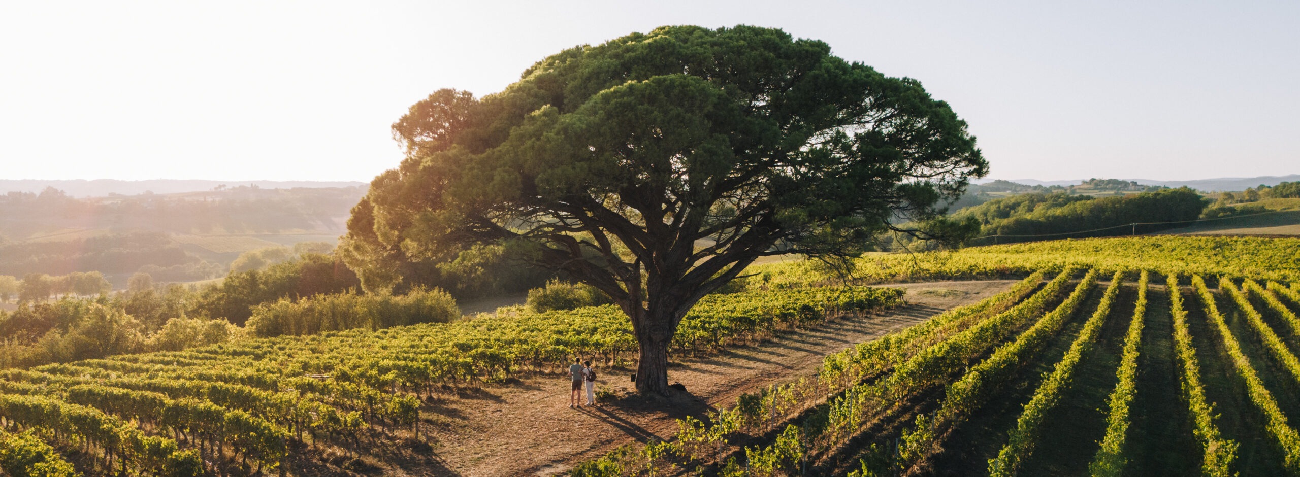 paysage-pin-parasol-vignoble gaillac@French Wanderers