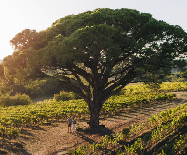 paysage-pin-parasol-vignoble gaillac@French Wanderers