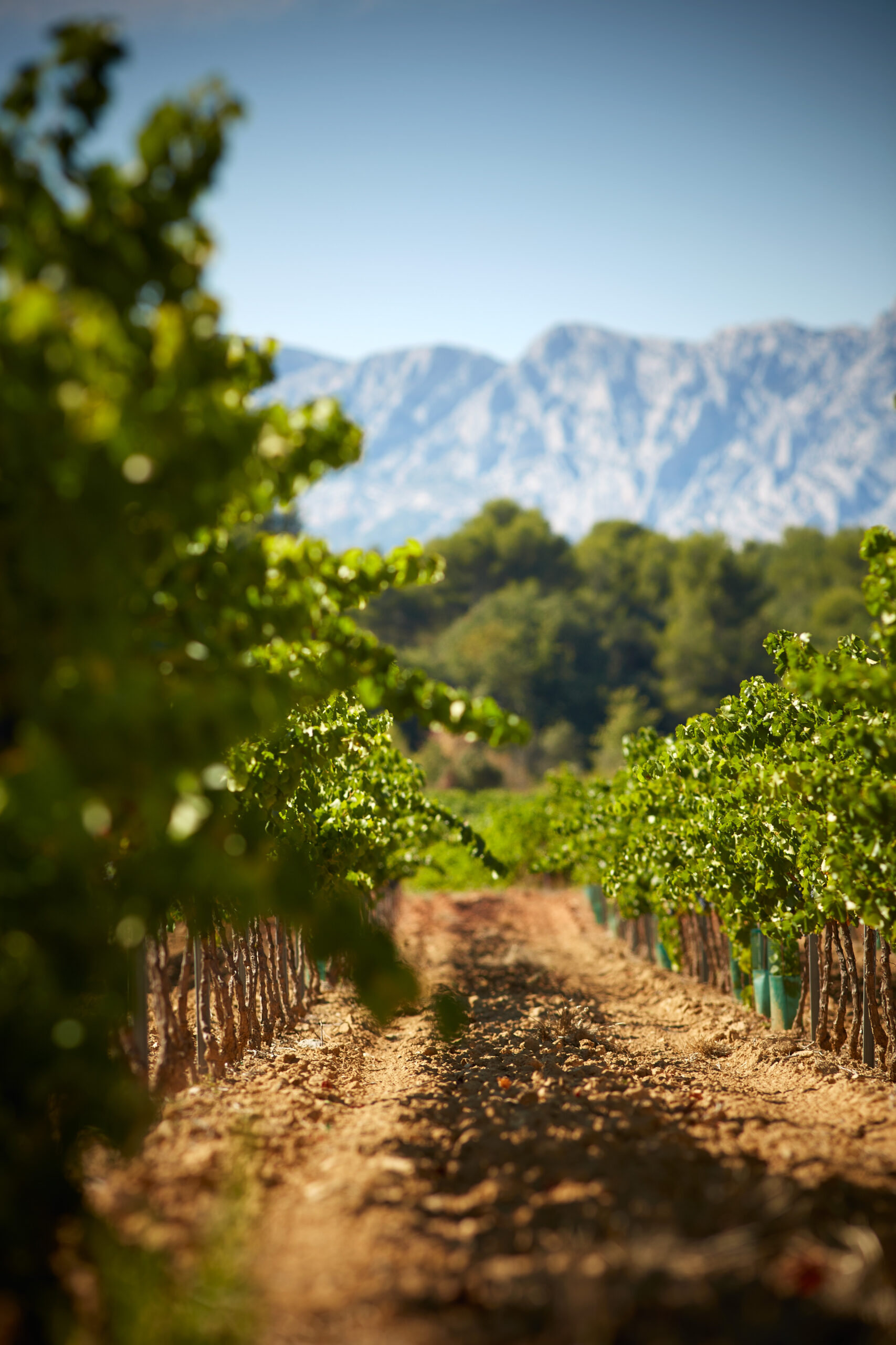 Vignerons de la Sainte Victoire