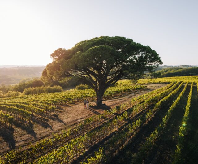Le Banquet itinérant de Vignobles en Scène à Gaillac