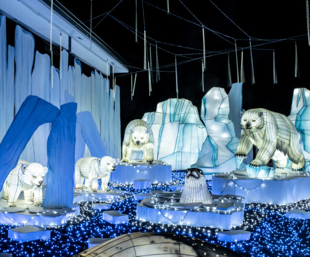 2022-Lumieres-sauvages-8
