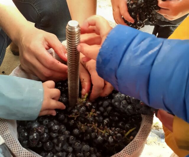 Vignobles en Scène Allons vendanger
