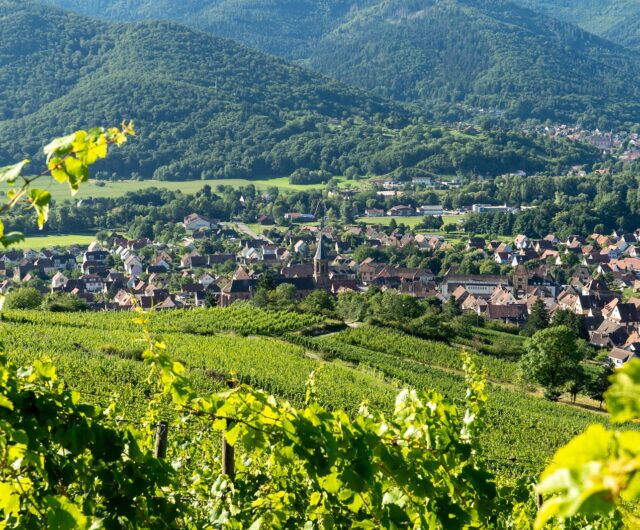 Sophrologie dans les vignes © OT Vallée de Munster