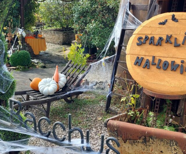 sparkling hallowine_oenocentre ampélopsis