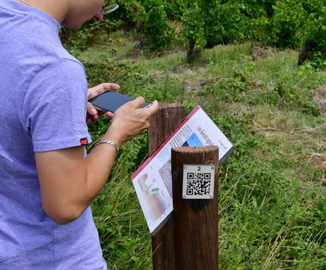 Enquête dans les vignes1_Lirac