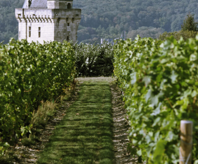 Vignoble et la Tour de l’Horloge de la forteresse royale de Chinon