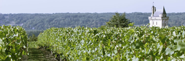 Vignoble et la Tour de l’Horloge de la forteresse royale de Chinon