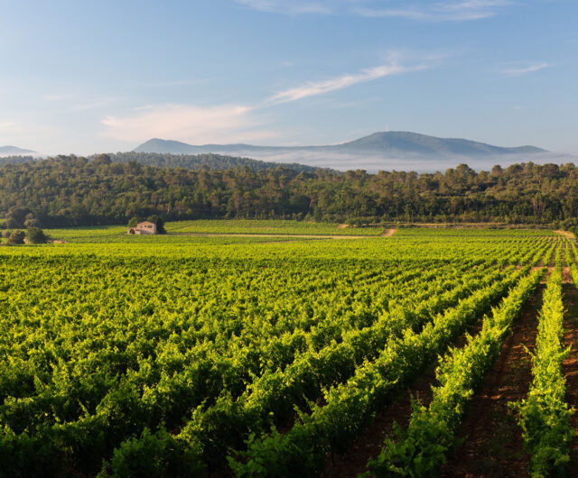 gasquibaladebiovignoblesenscene2025