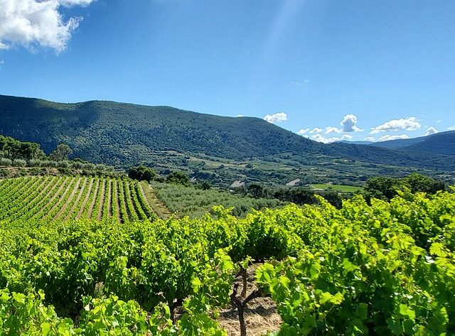 vignes-du-domaine-rocheville
