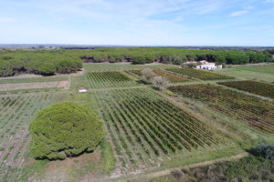 Domaine Petit Saint Jean