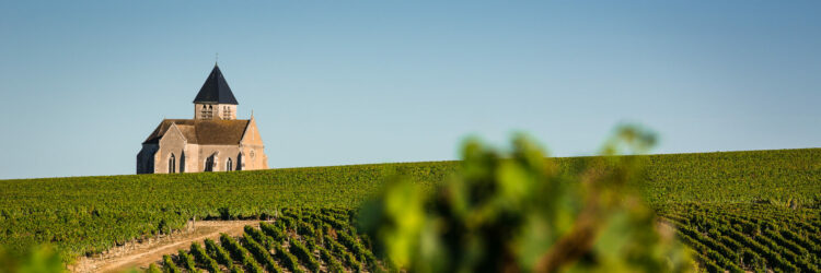 Paysage dans village de Chablis : vue depuis une parcelle premie