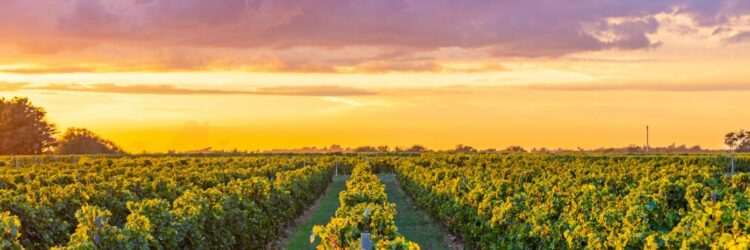 Banniere Oléron@arthurhabudzik