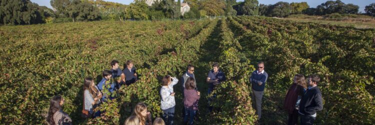 FLG_OM_VISITE VIGNES_0437 copy