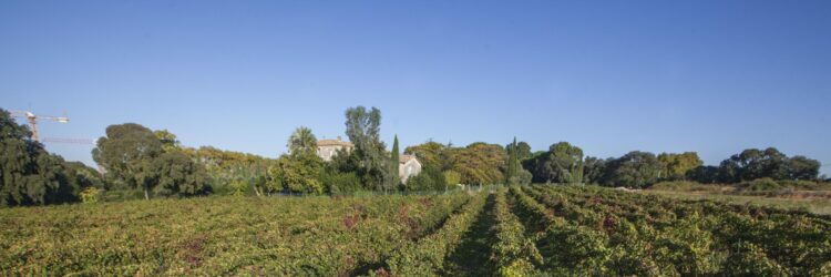 FLG_OM_VISITE VIGNES_0437 copy