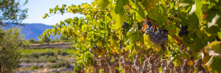 PTCMAct2CV2019-9018©CDeschamps