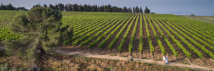 domaine-de-soustres-mai-2023-olivier-octobre-BD-9
