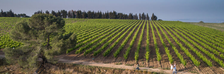 domaine-de-soustres-mai-2023-olivier-octobre-BD-9