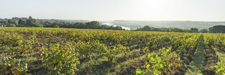 JEHANIN Jérémy – LeCellier-BD2-Findedroits2028