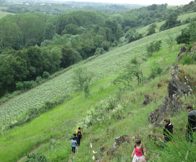 vignoble-en-scene oenorando Les Vignes selon Val