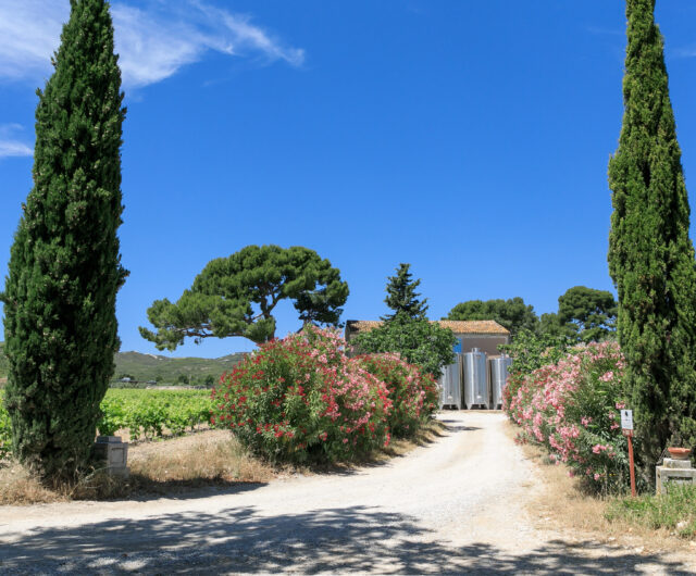 Domaine Suriane entrée vue cyprès (1)
