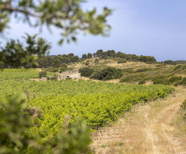 Domaine la Cadenière