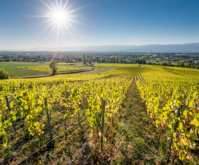 Par Monts et Par Vins – Portrait 1
