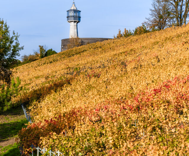 VES 2025 – Phare_Verzenay©C. Beudot-coll. ADT Marne 7