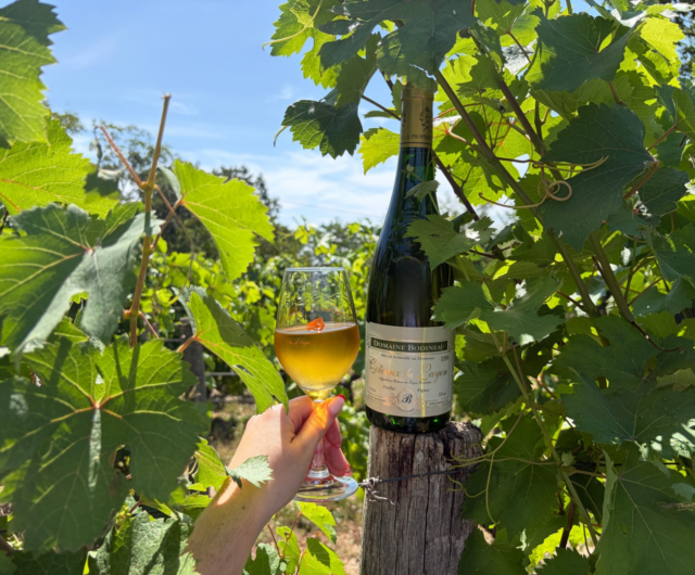 Vignobles en Scène – Domaine Bodineau